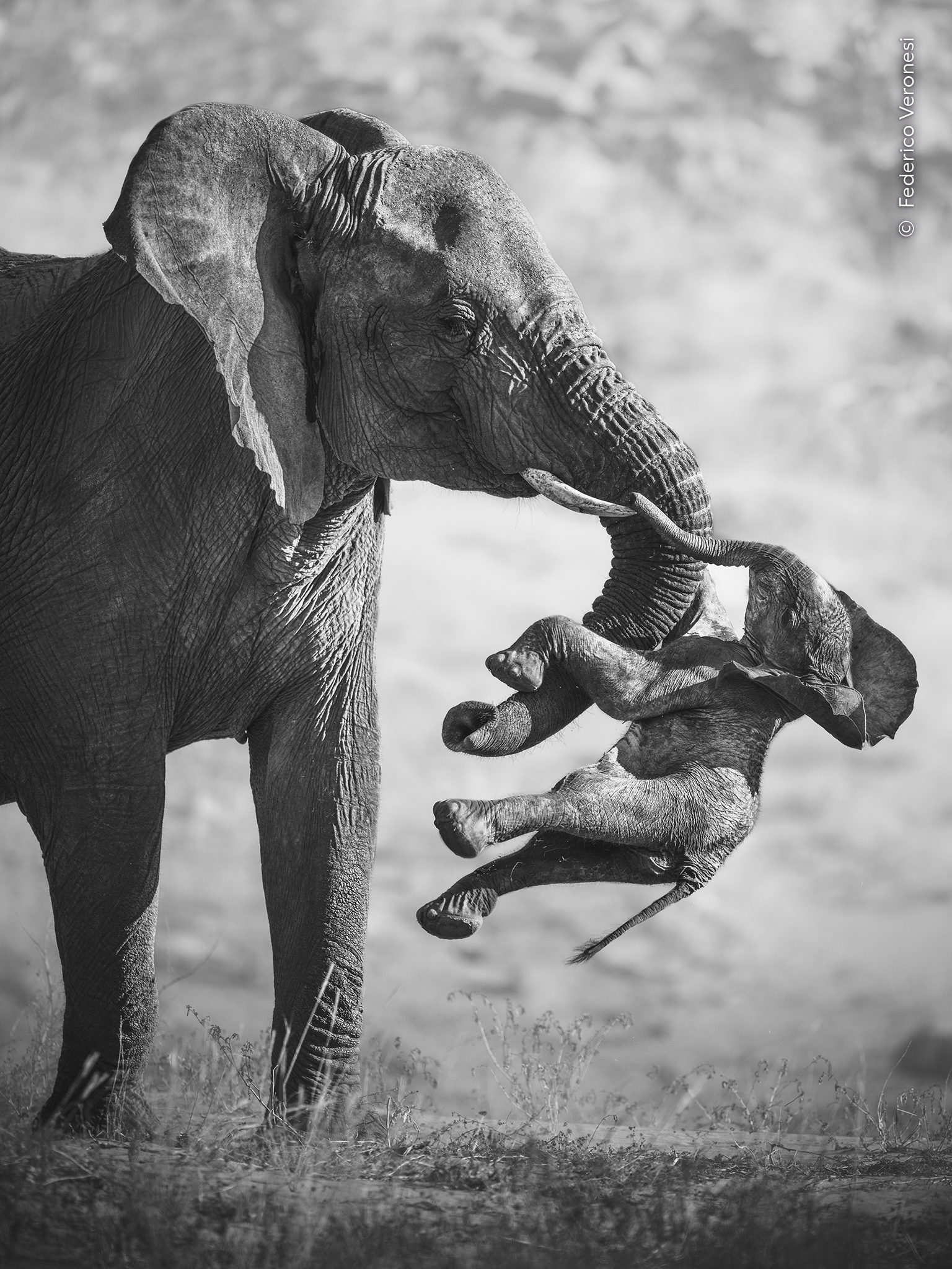 elephant