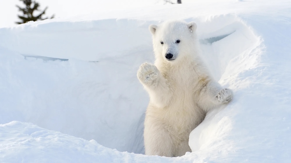 Polar Bear