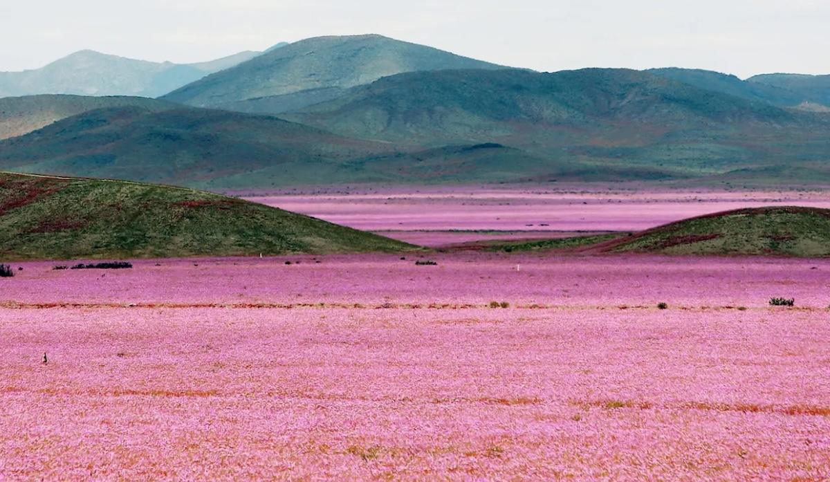 Desert