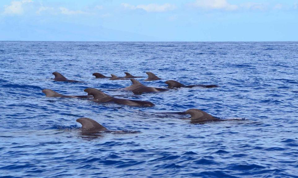 Whales