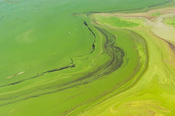 algae