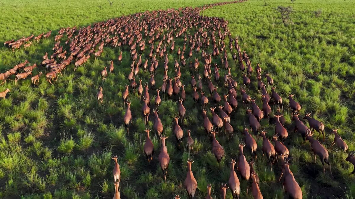 Antelope