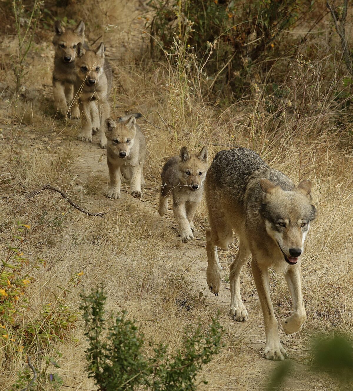wolves