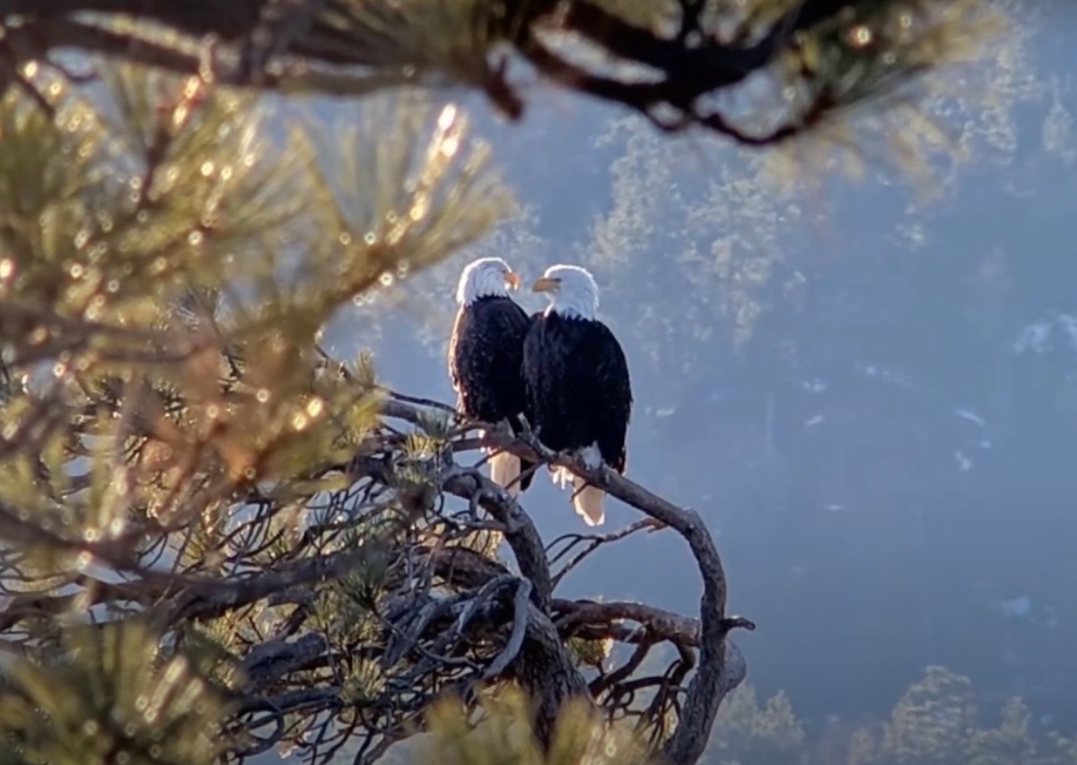 The Sunday Blender Podcast