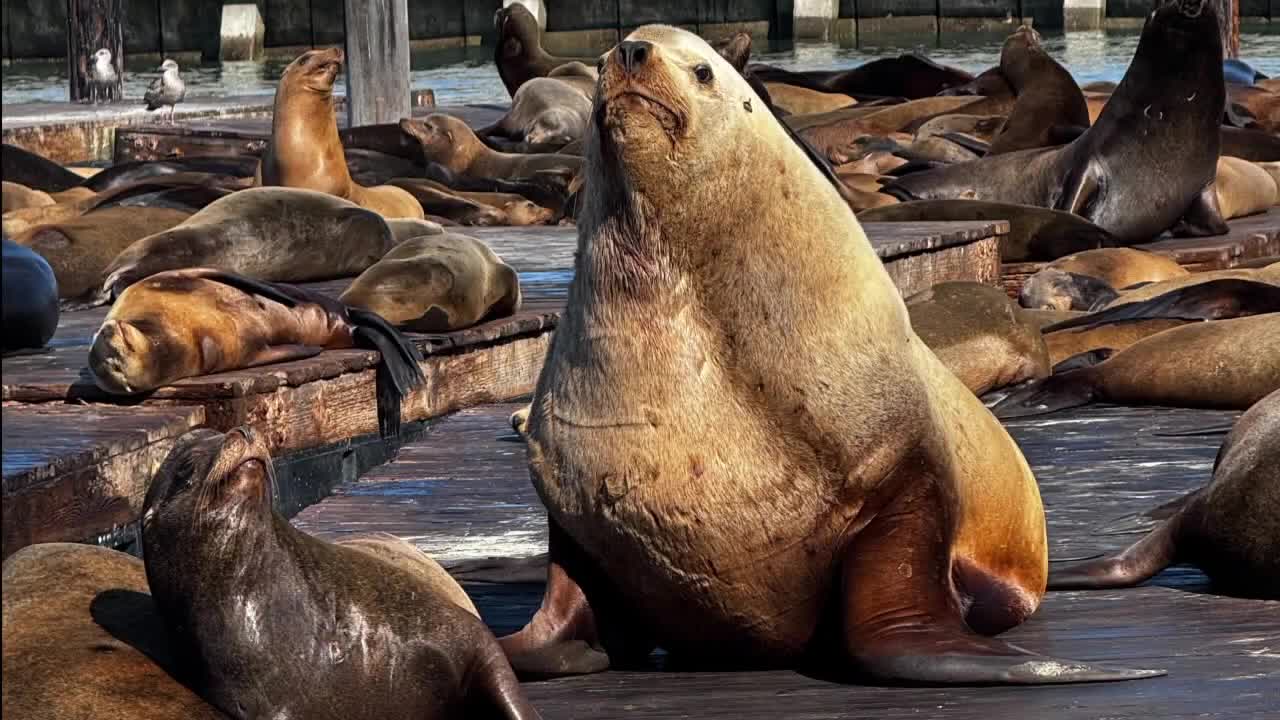 Chonkers