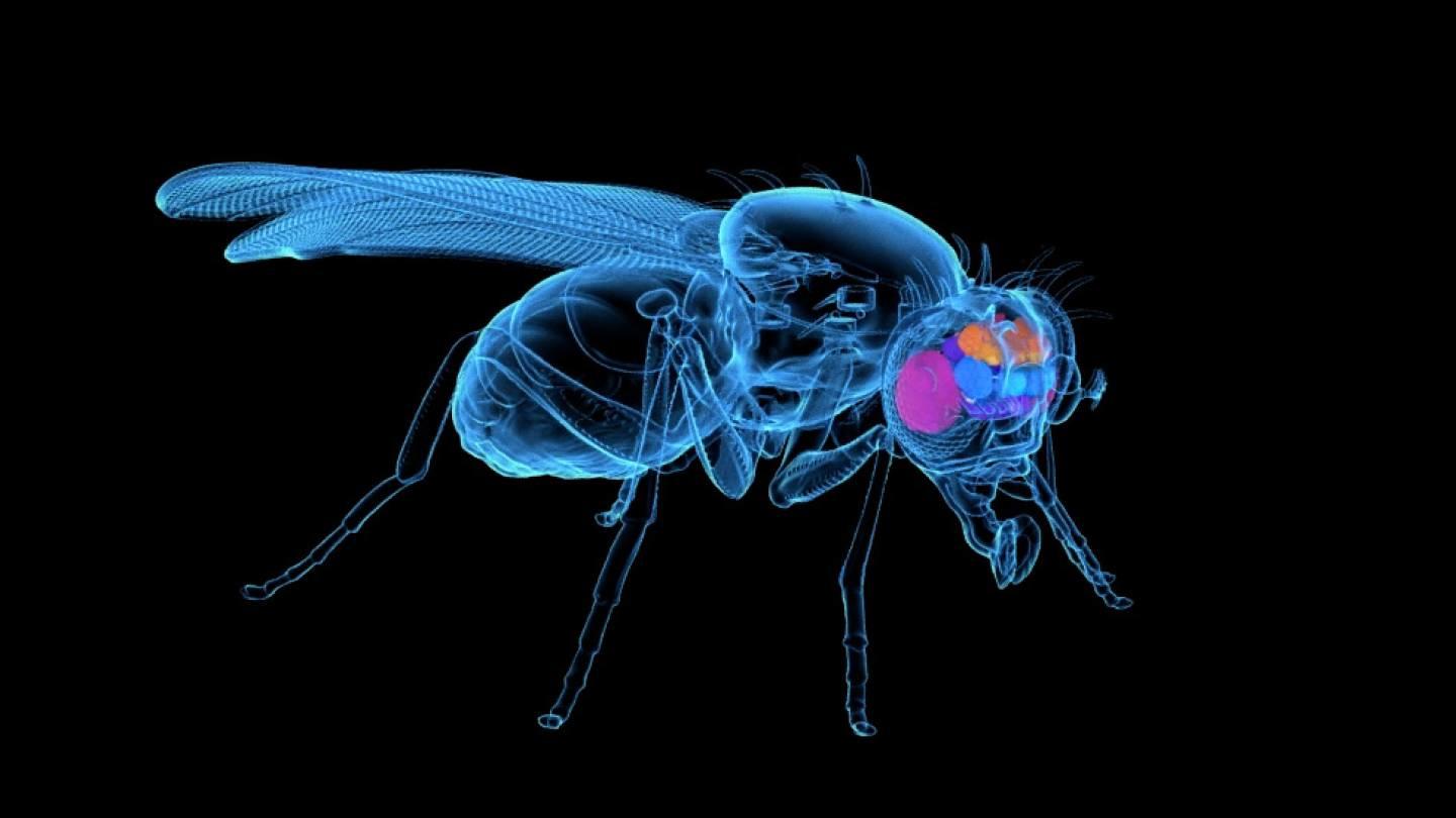 Fly