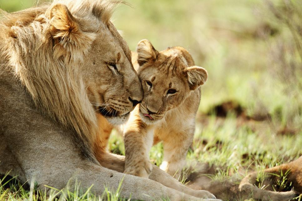 Lions