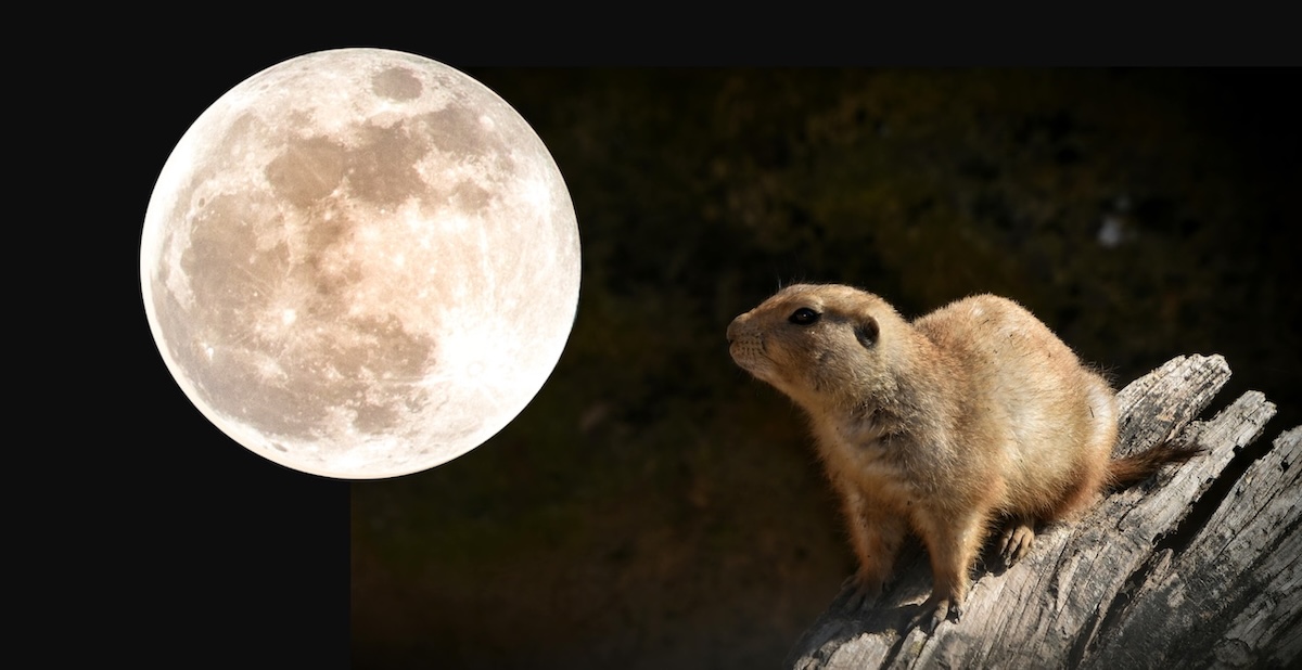 Beaver Moon